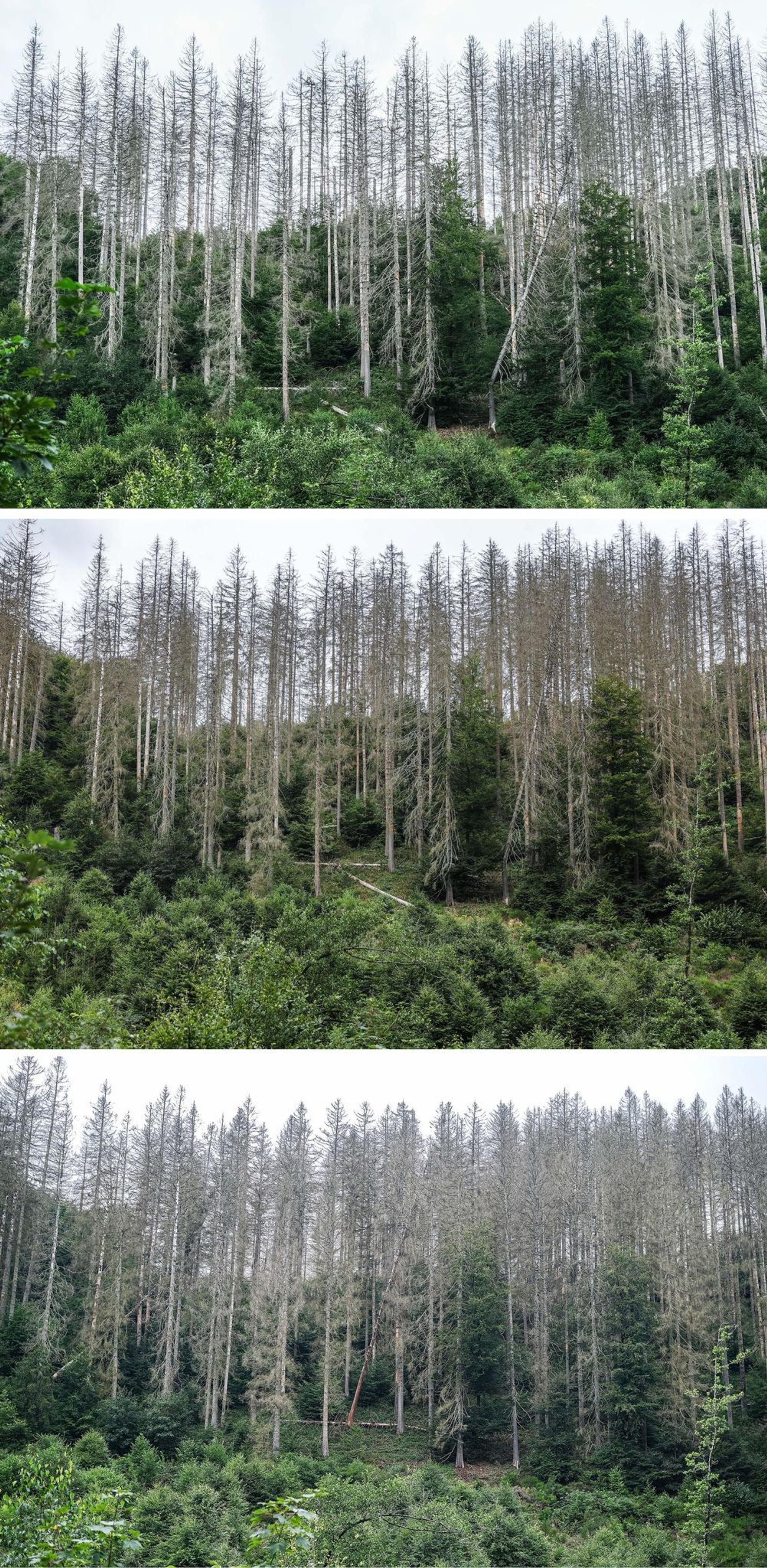 Die Bilder aus der Eifel von 2023 bis 2025 zeigen: Bäume wachsen langsam. Die widerstandsfähigeren Buchen sollen die abgestorbenen Fichten im Laufe der Zeit verdrängen.