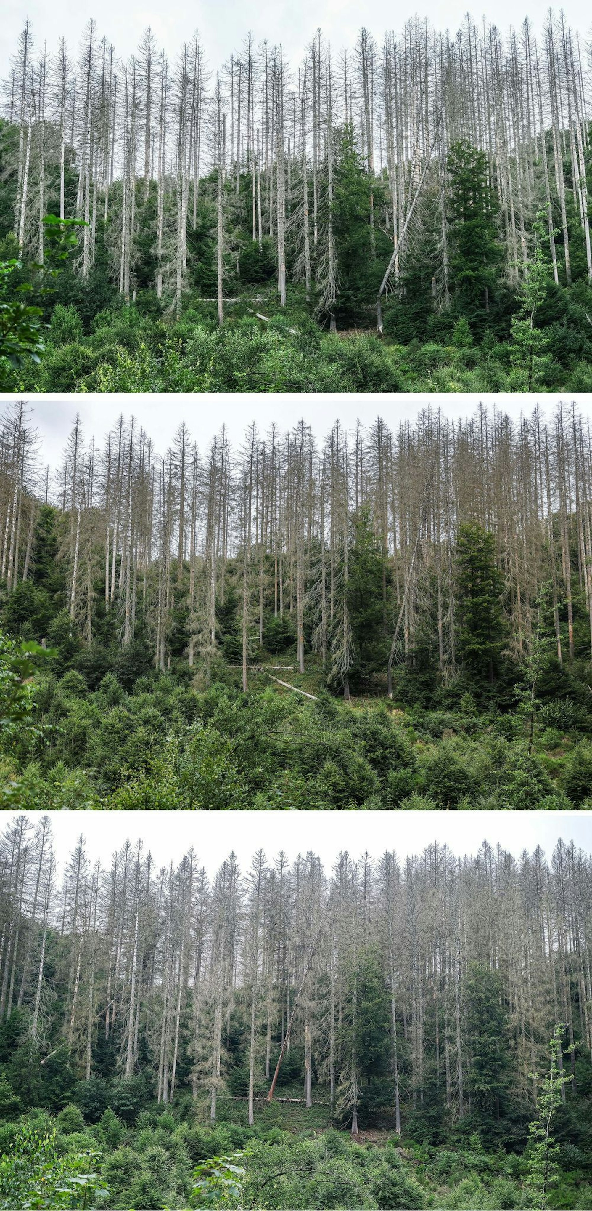Die Bilder aus der Eifel von 2023 bis 2025 zeigen: Bäume wachsen langsam. Die widerstandsfähigeren Buchen sollen die abgestorbenen Fichten im Laufe der Zeit verdrängen.