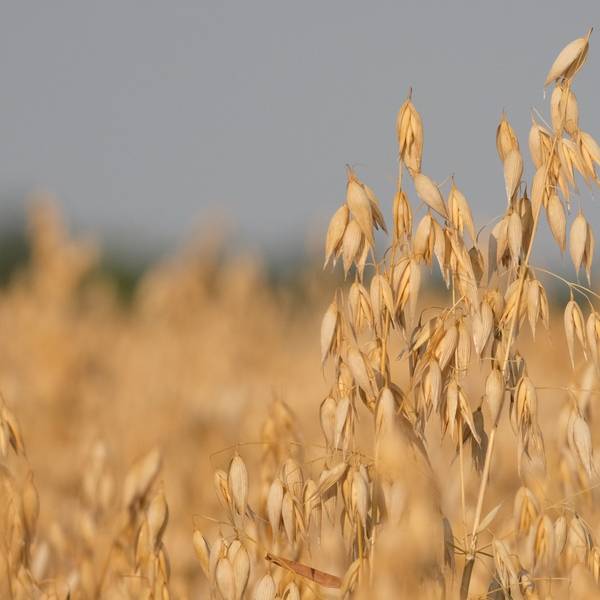 Wechselhaftes Wetter beeinträchtigt die Getreidequalität in Deutschland. Trockenheit und Regen führen zu regionalen Unterschieden und Herausforderungen.