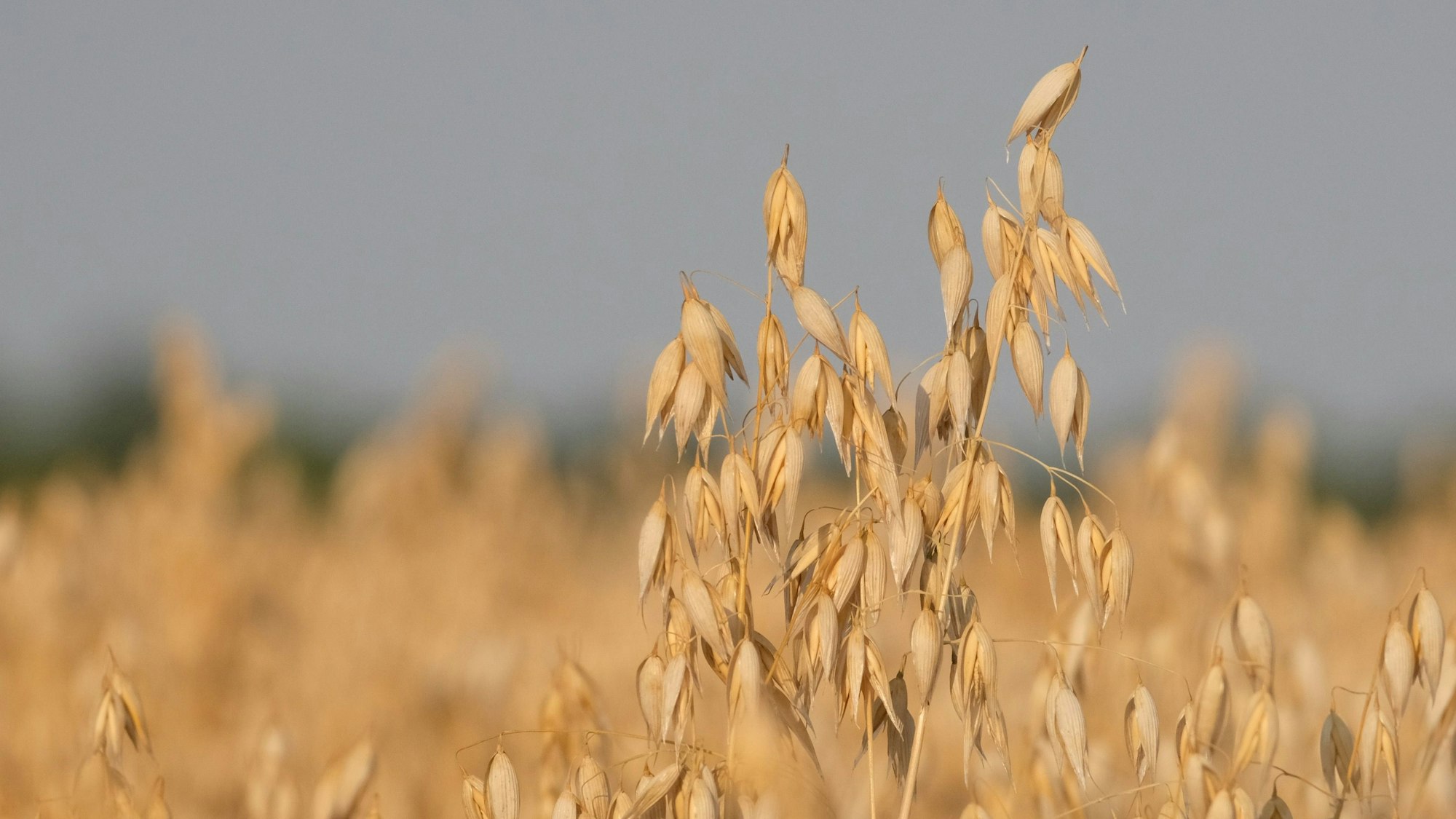 Wechselhaftes Wetter beeinträchtigt die Getreidequalität in Deutschland. Trockenheit und Regen führen zu regionalen Unterschieden und Herausforderungen.