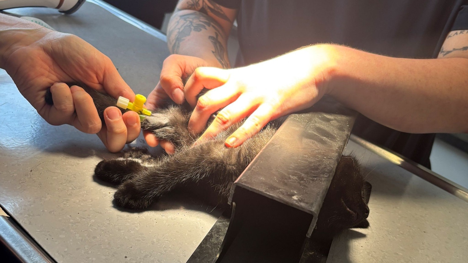 Die Einsatzkräfte trennten einen Teil des Rahmens ab, inklusive der Katze, und brachten sie in eine Tierarztpraxis