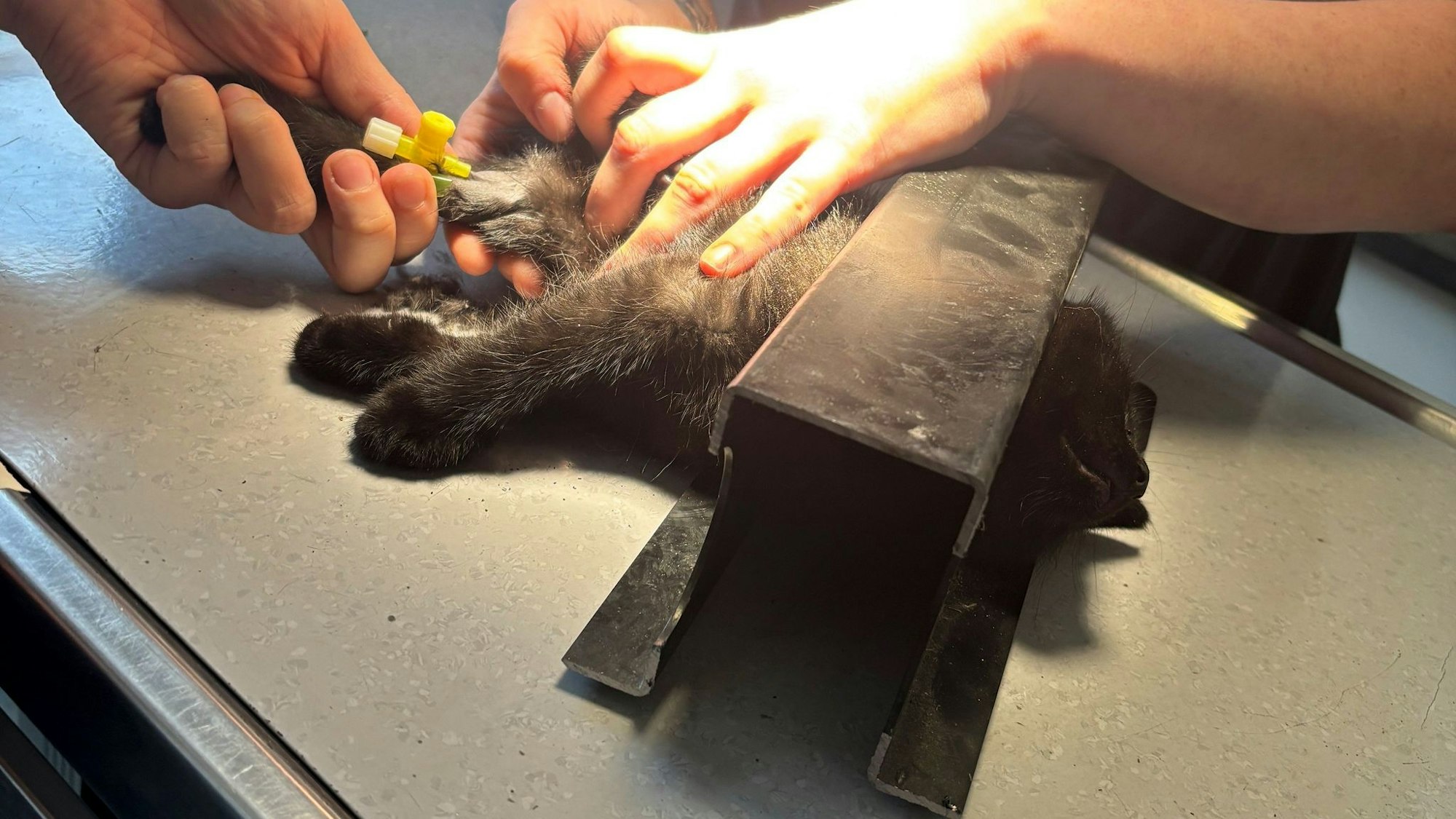 Die Einsatzkräfte trennten einen Teil des Rahmens ab, inklusive der Katze, und brachten sie in eine Tierarztpraxis