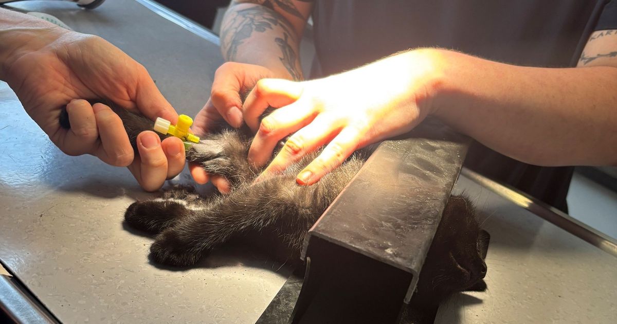 Firefighters rescue trapped kitten in Cologne