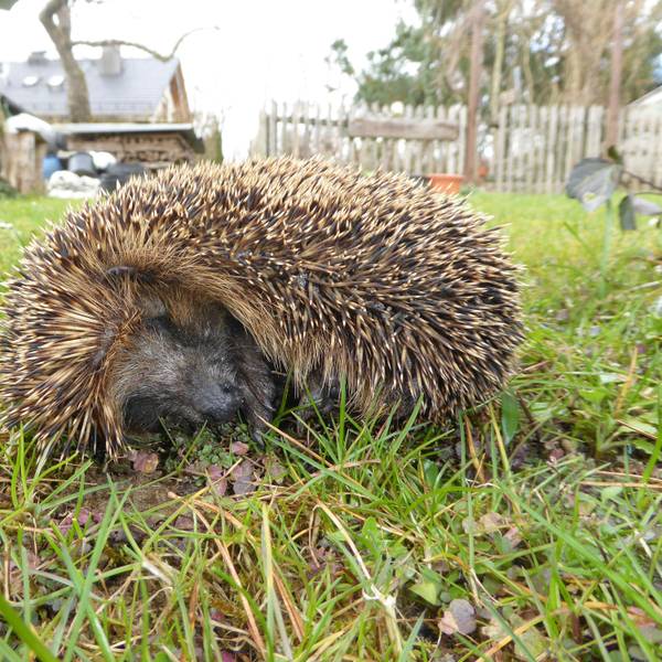 Ein zusammengerollter Igel auf einer Wiese.
