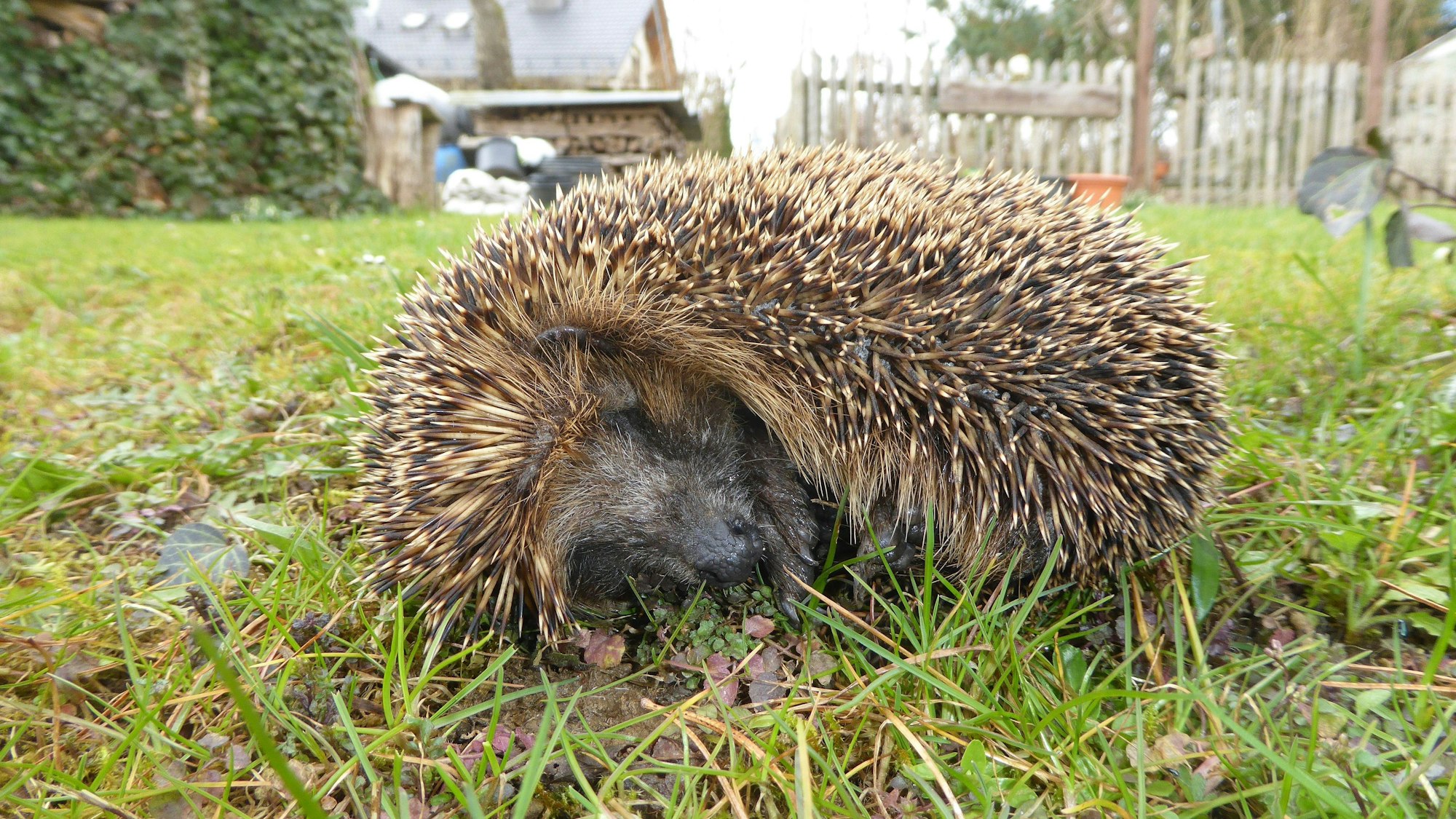 Ein zusammengerollter Igel auf einer Wiese.