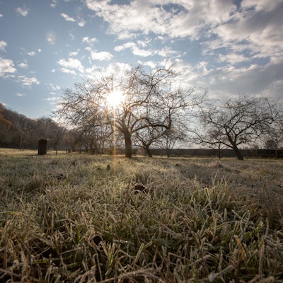 Eine Wiese mit vielen Apfelbäumen wird von der Sonne beschienen.