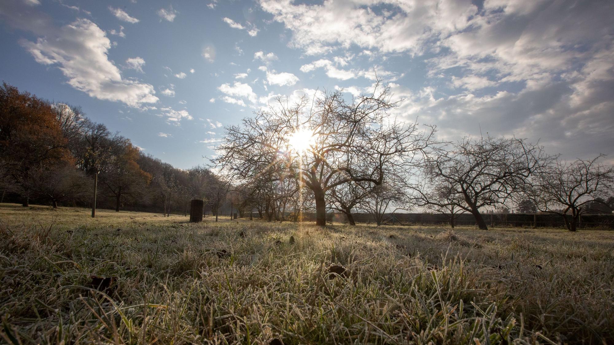 Eine Wiese mit vielen Apfelbäumen wird von der Sonne beschienen.