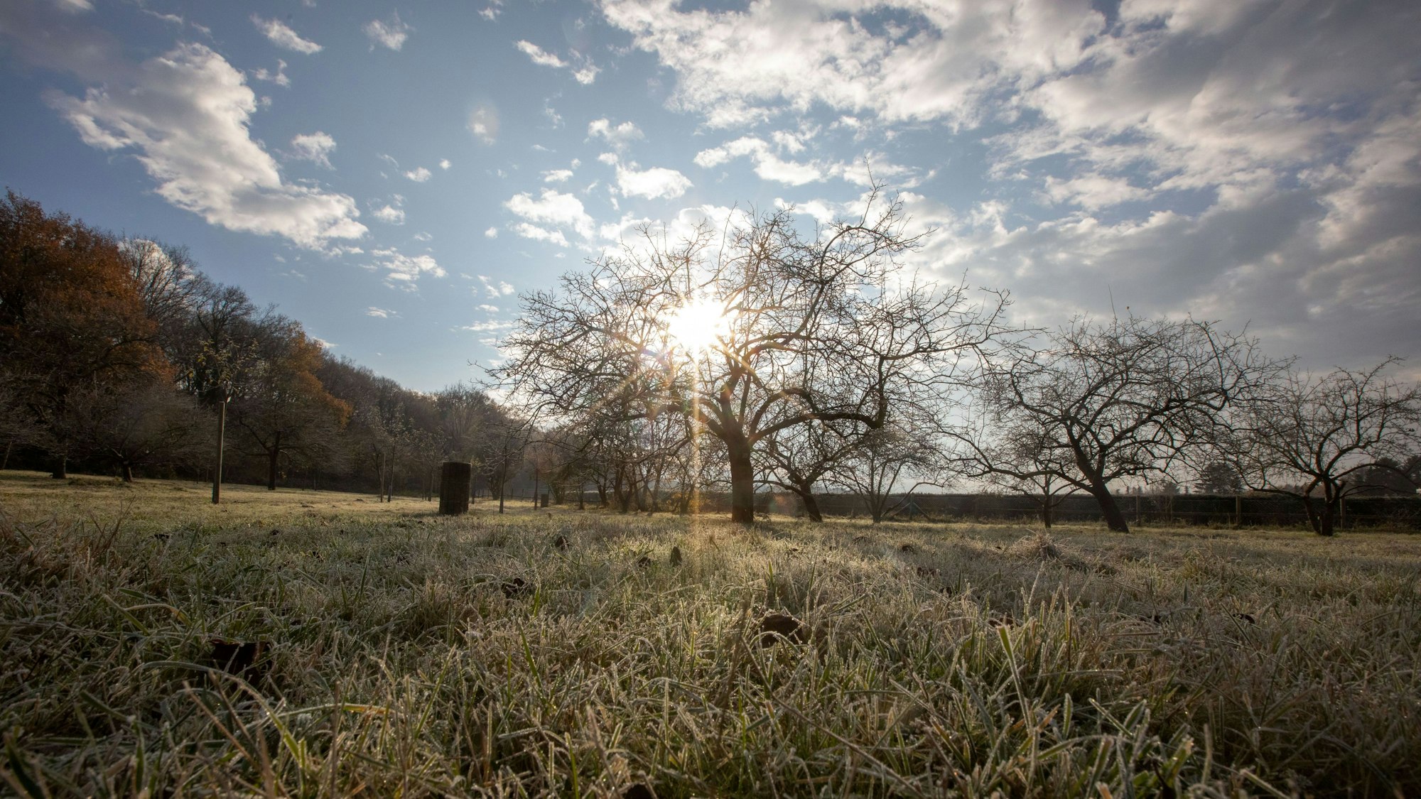 Eine Wiese mit vielen Apfelbäumen wird von der Sonne beschienen.