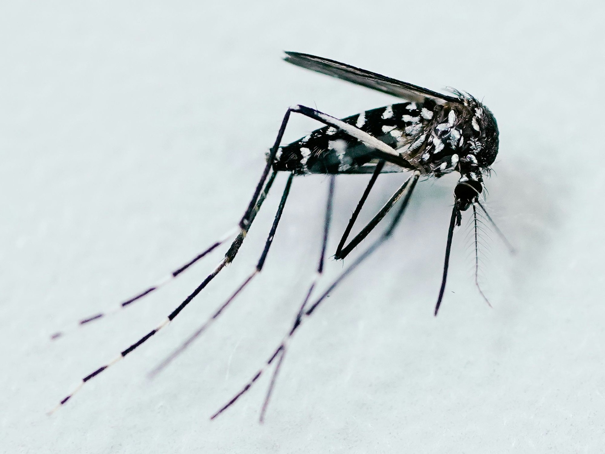 Eine tote adulte weibliche Tigermücke