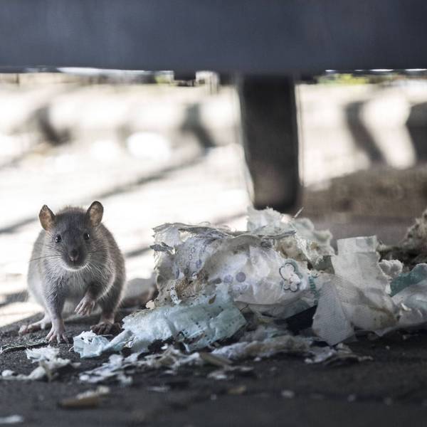 Das Bild zeigt eine Ratte an einem Müllberg.