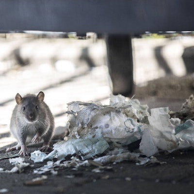 Das Bild zeigt eine Ratte an einem Müllberg.