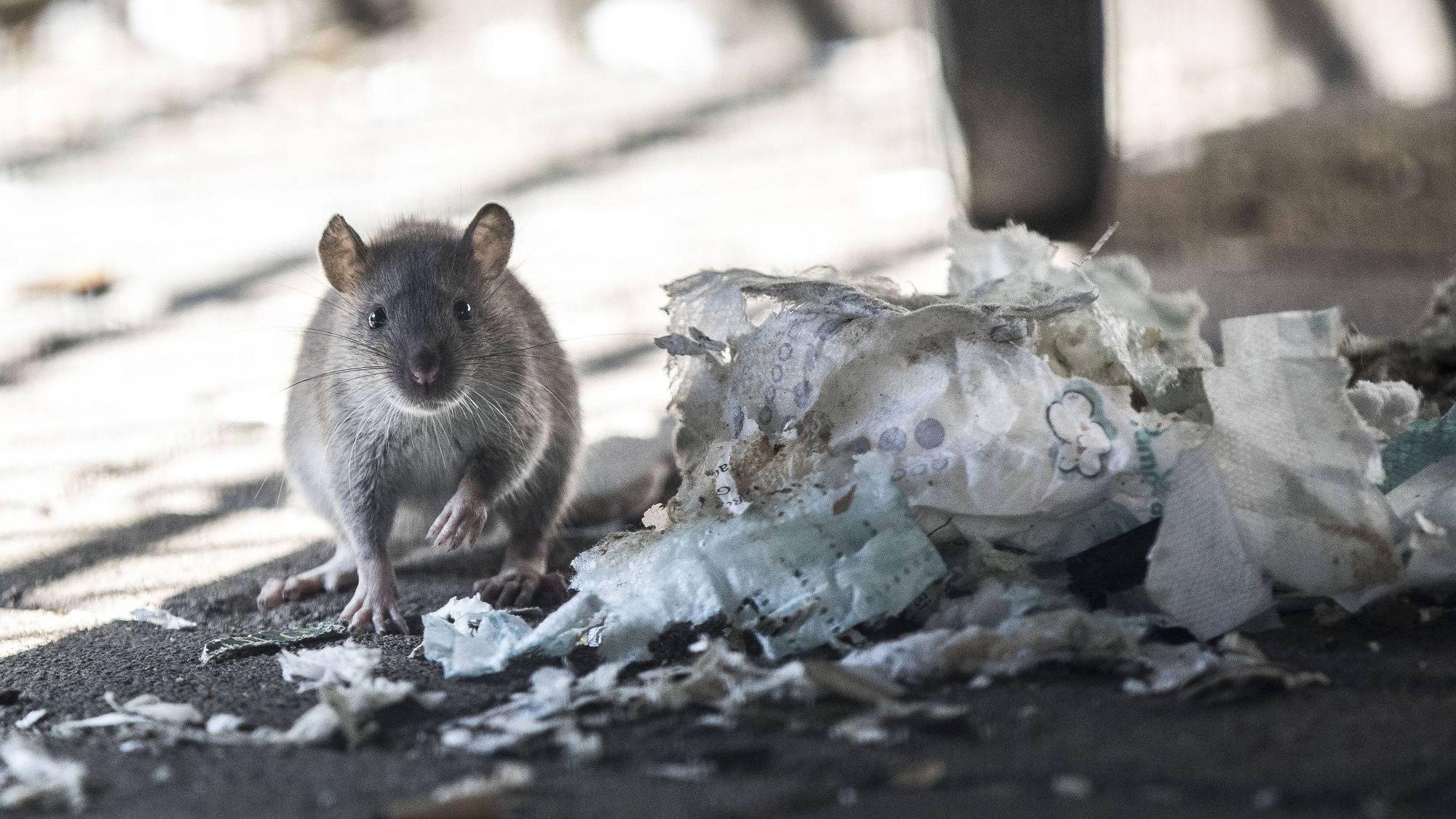 Auf dem Bild ist eine Ratte zu sehen, die auf dem Boden an einer Windel frisst. (Symbolbild)