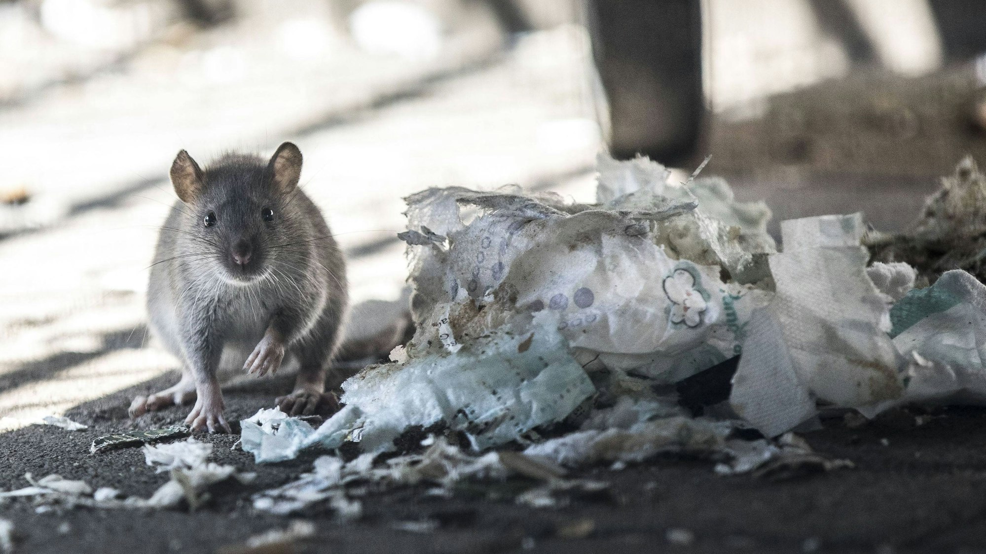 Das Bild zeigt eine Ratte an einem Müllberg.
