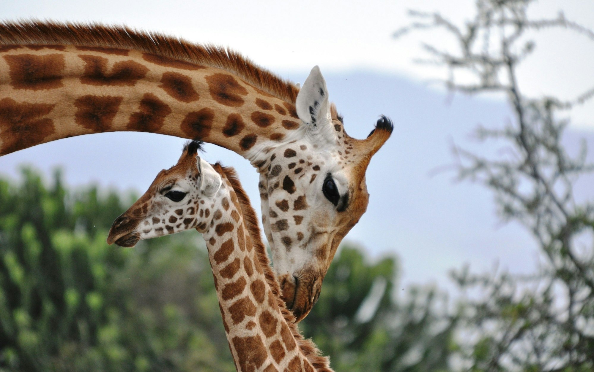 Eine Giraffenmutter kümmert sich um ihr Baby.