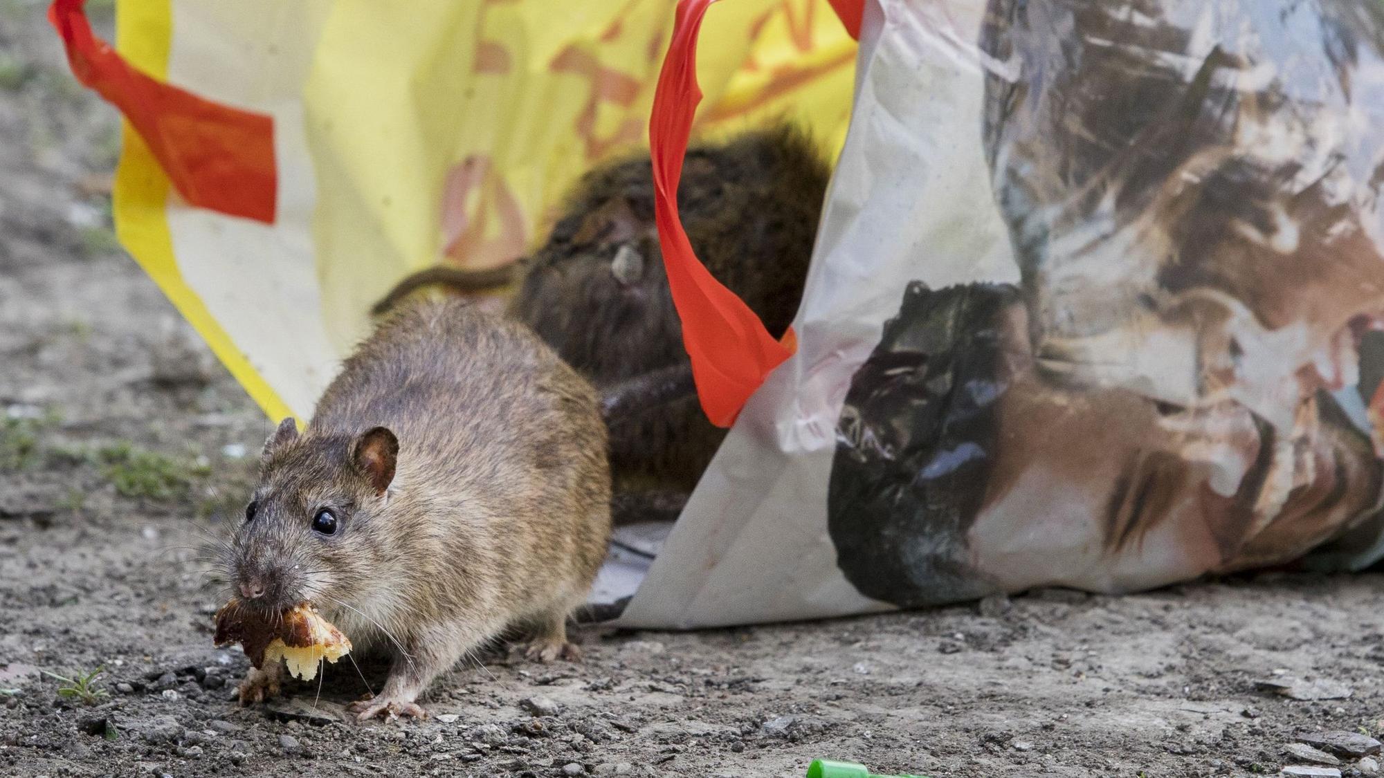 Ratten krabbeln aus einer Mülltüte heraus.
