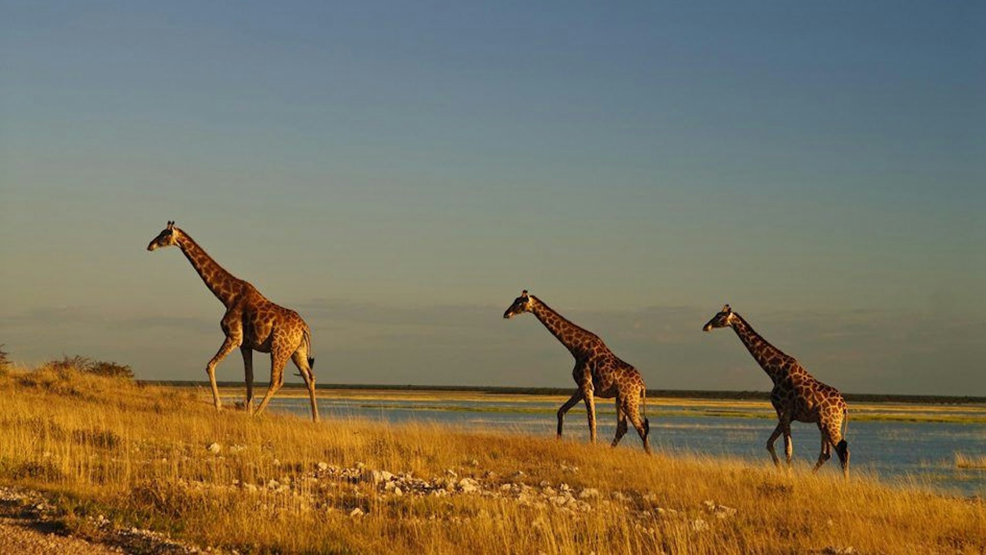 Drei Giraffen in der Wildnis.