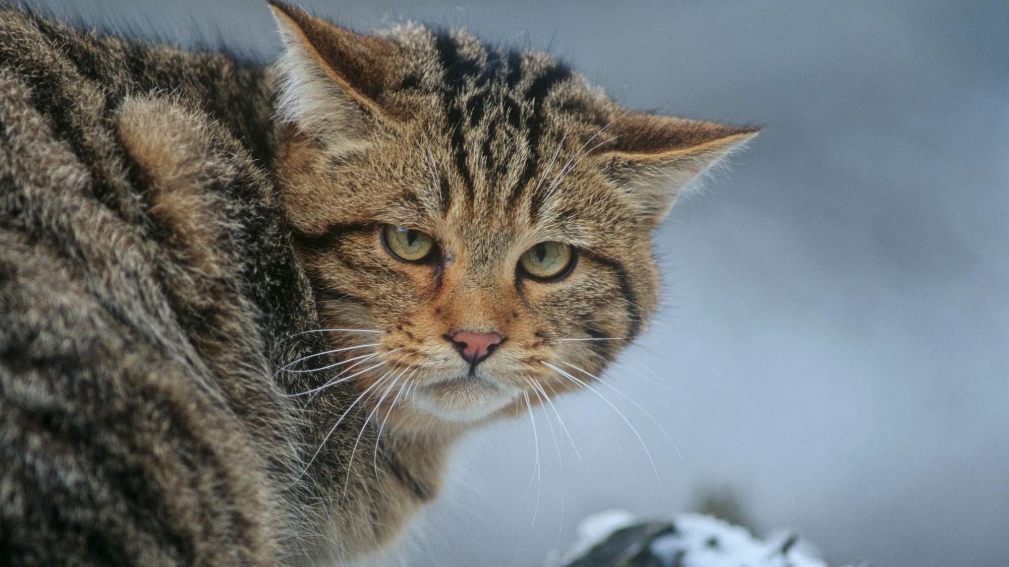 Eine Wildkatze