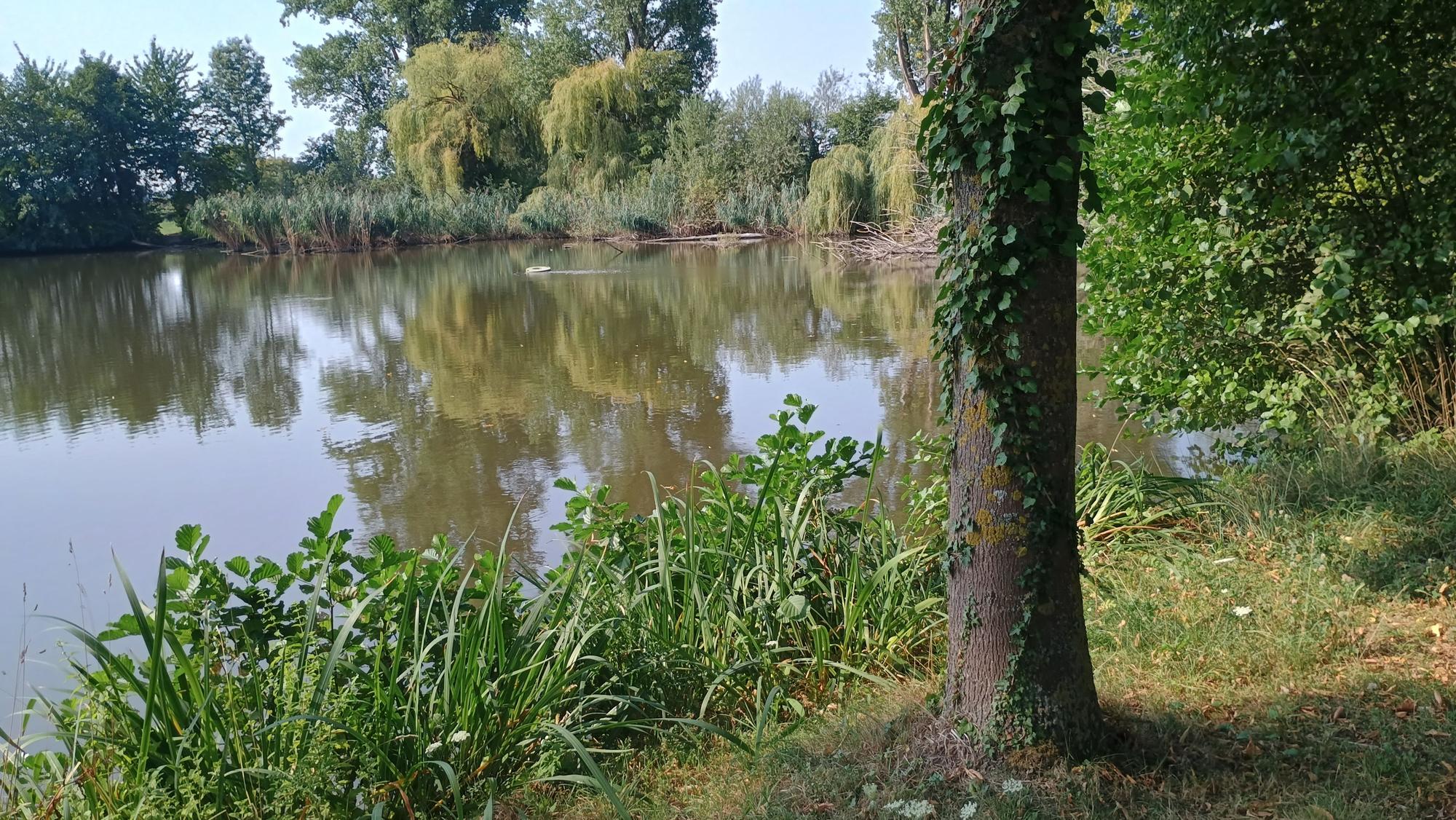 Das Bild zeigt einen Baum am Ufer des Weihers. Um ihn ranken sich bereits einige Pflanzen.