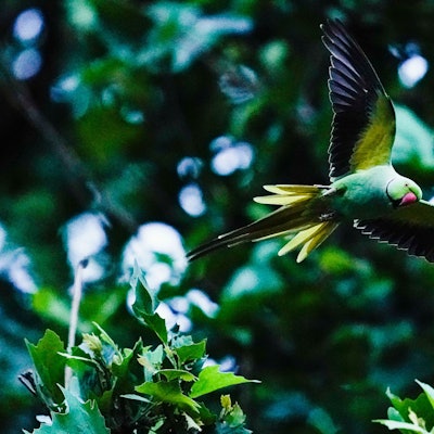 Ein Halsbandsittich, ein grüner Papagei, fliegt an einem Baum vorbei.