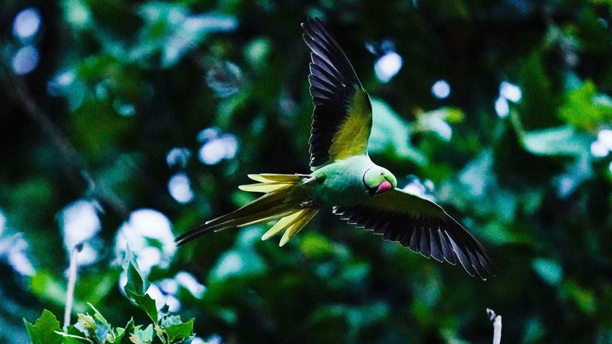 Ein Halsbandsittich, ein grüner Papagei, fliegt an einem Baum vorbei.