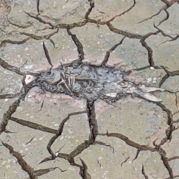 Der Kadaver eines Fischs liegt im Schlamm.