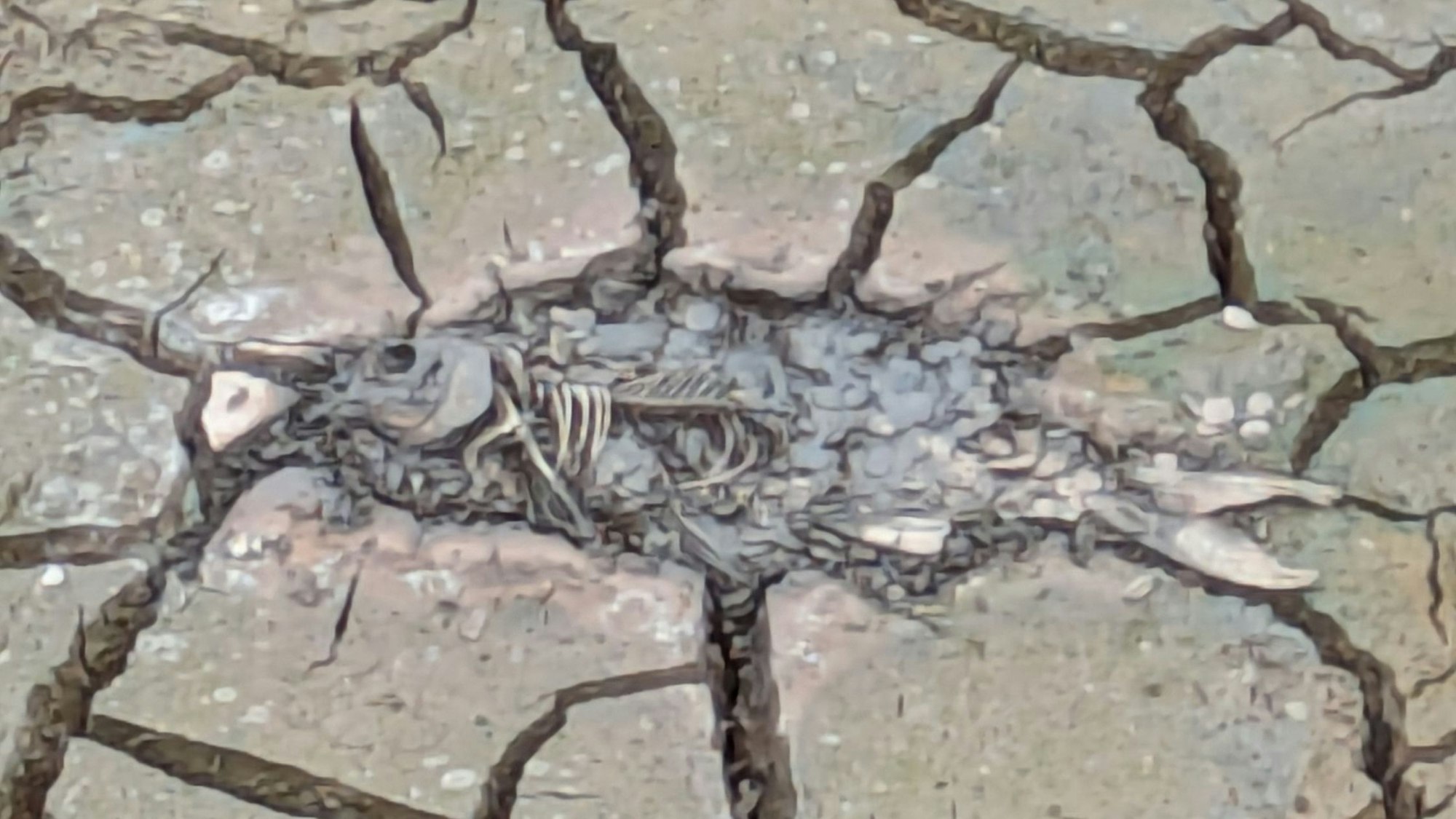 Der Kadaver eines Fischs liegt im Schlamm.