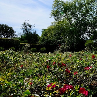 Der Rosengarten im Klettenbergpark ist ein Ort zum Entspannen.