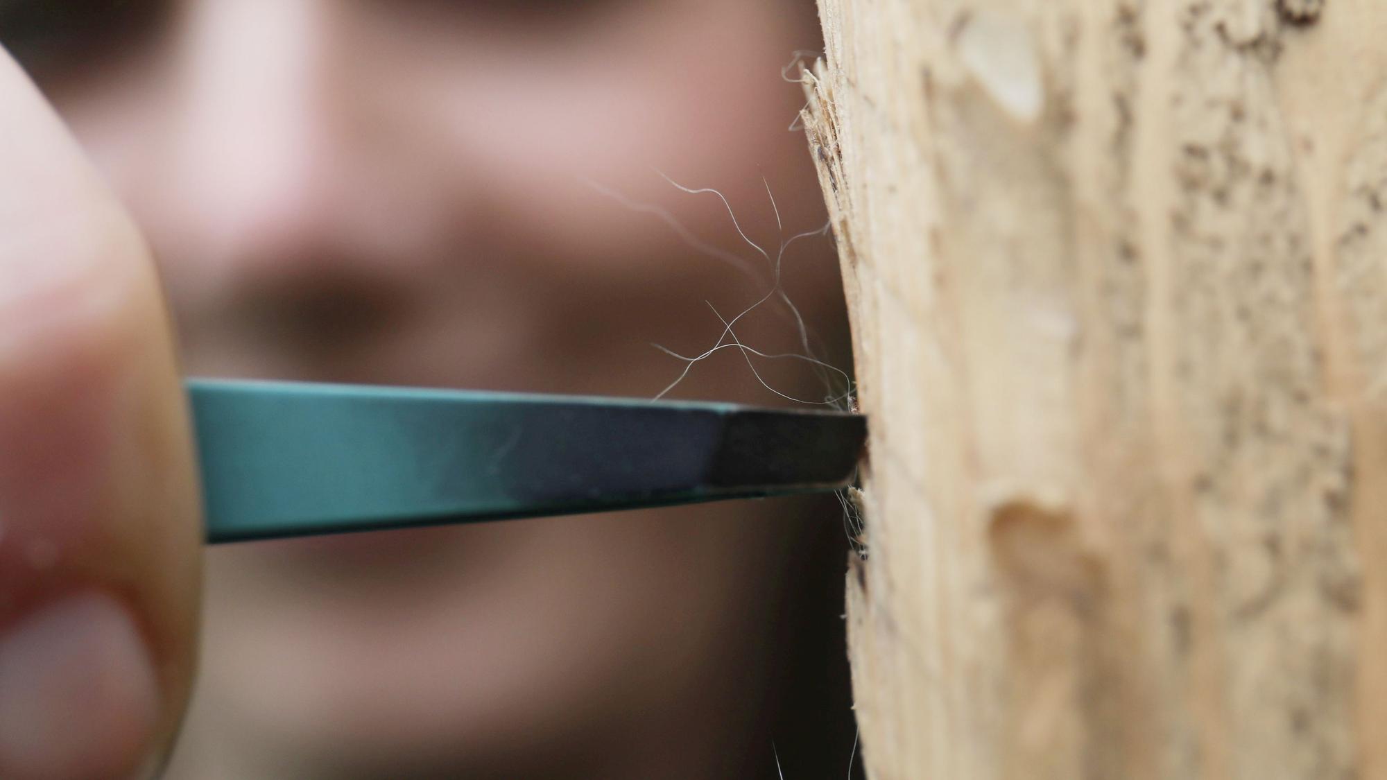 Mit einer feinen Pinzette werden dünne Haare von einem Holzbalken genommen.