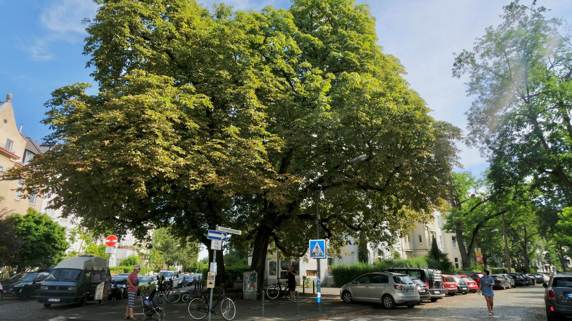 Drei große Eichen prägen den Platz an der Ecke Siebengebirgsallee/Heisterbachtraße, in deren Schatten ein Mann Trompete spielt.