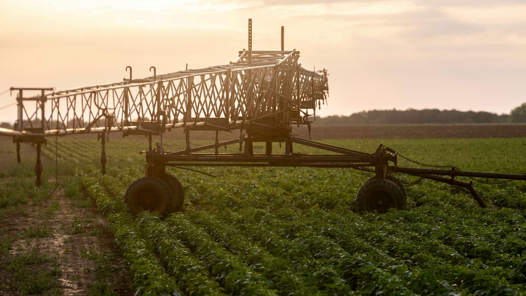 Das Bild zeigt eine Bewässerungsanlage im Sonnenuntergang.