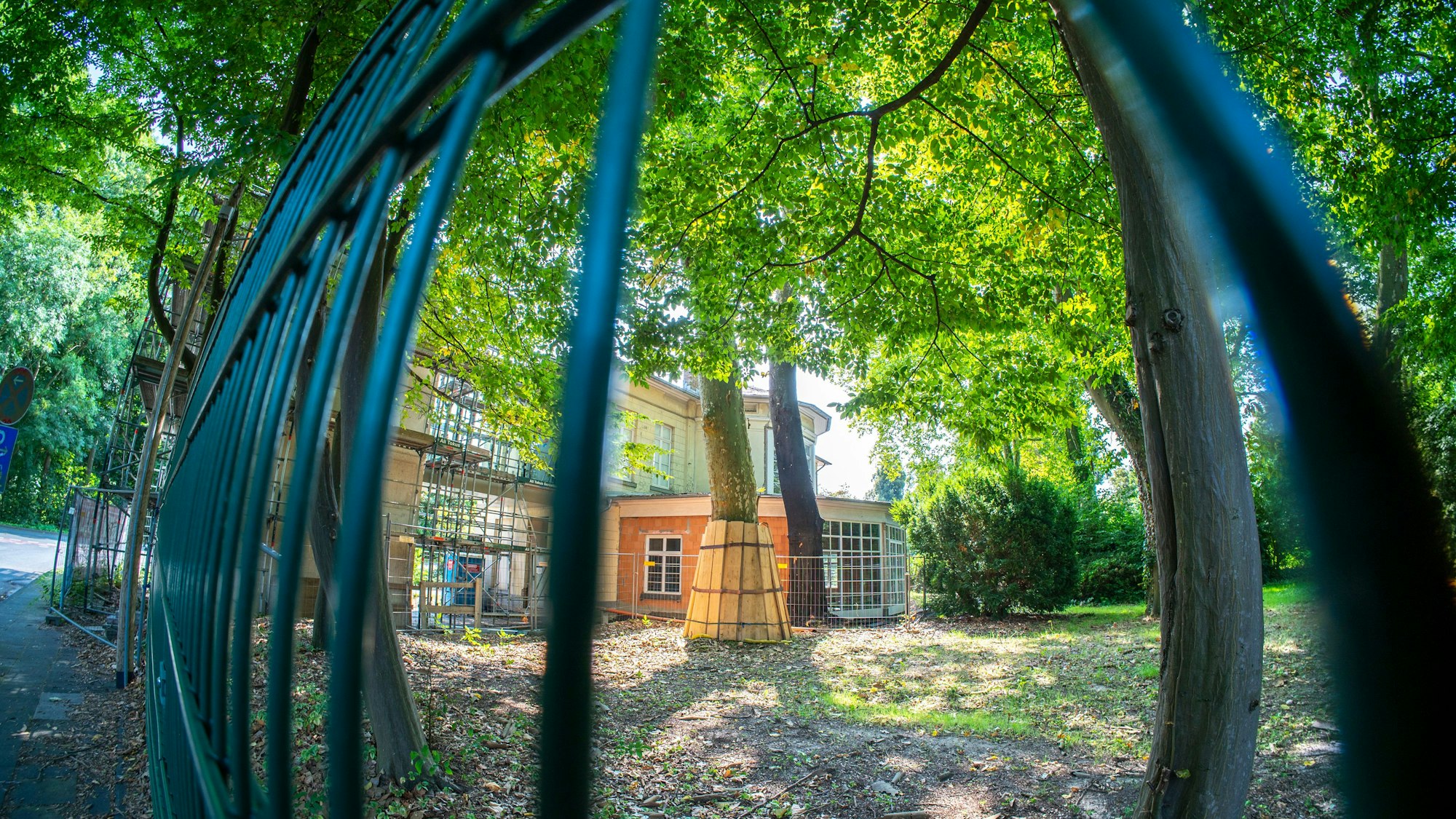 Blick durch ein Gitter auf eine Platane, die nah an einem Gebäude steht