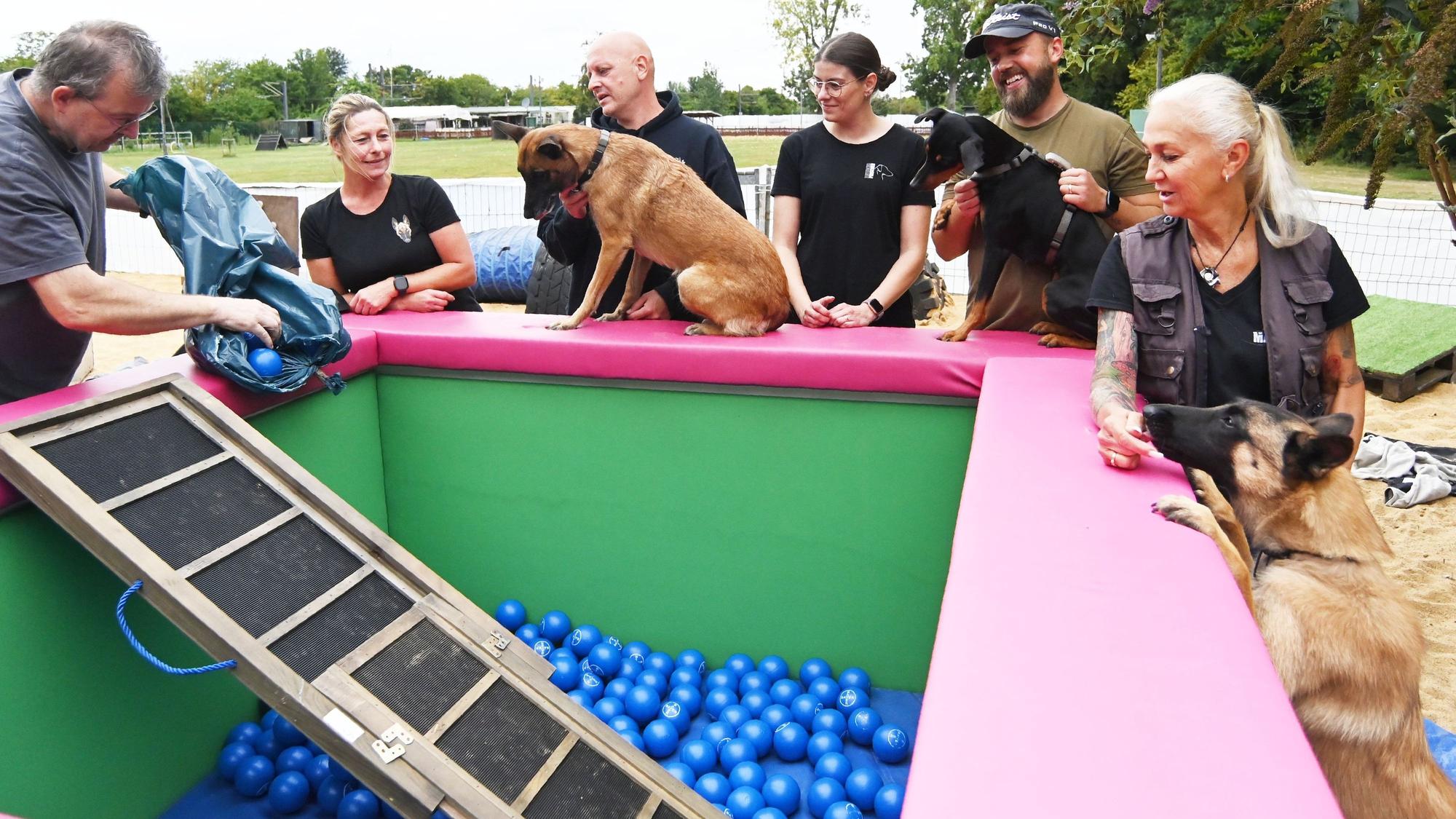 Um ein viereckiges Bassin mit pinkem Rand stehen Menschen und Hunde herum, Ein Mann füllt kleine blaue Bälle ins Becken.