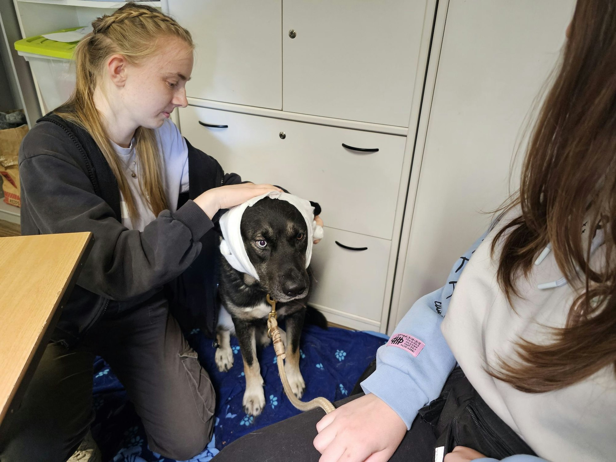Hund «Puma» erhält im Erste-Hilfe-Kurs in Halle einen Kopfverband.