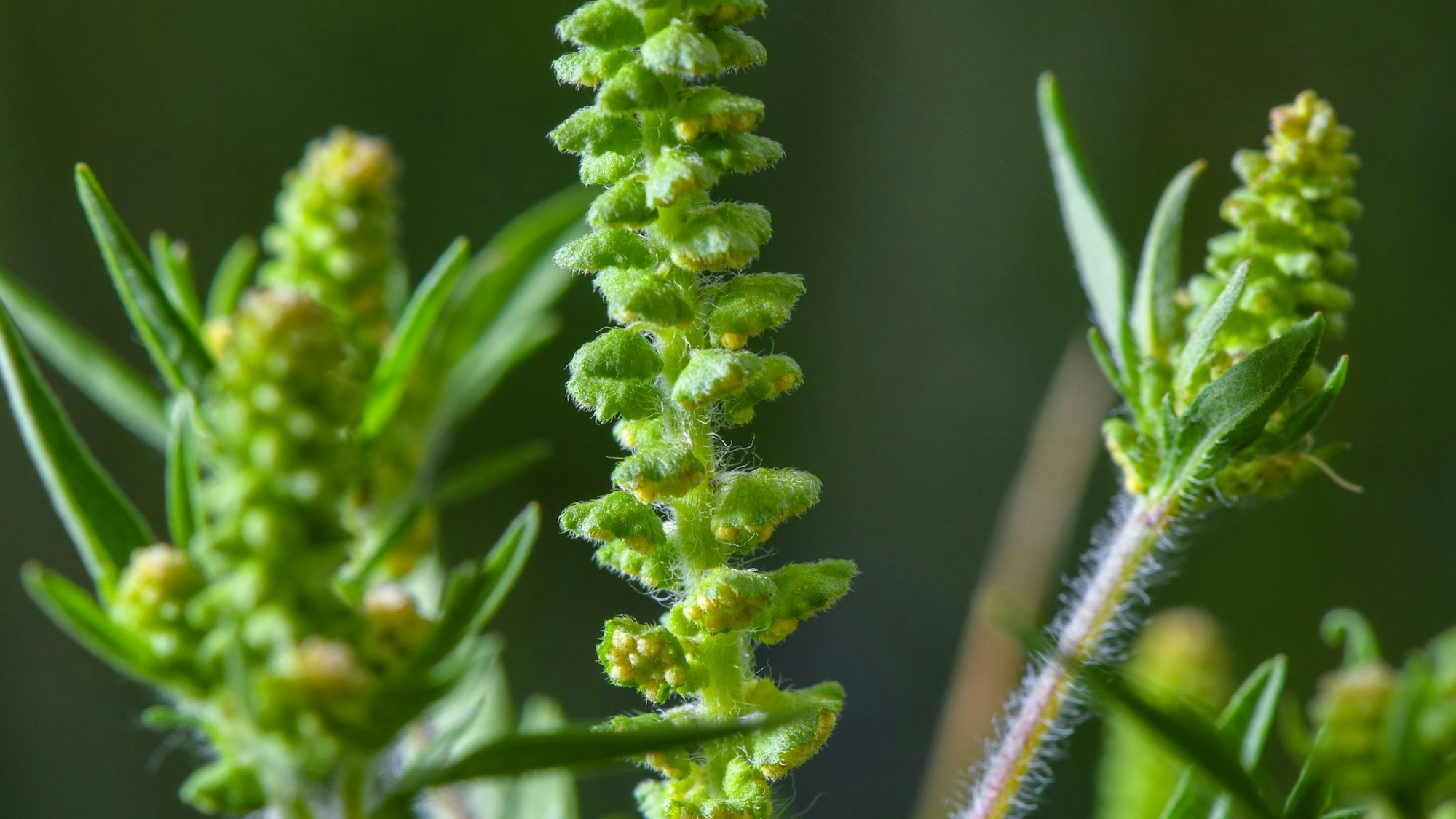 Ambrosia-Pollen können schon in kleinen Mengen heftige allergische Reaktionen auslösen. (Symbolbild)
