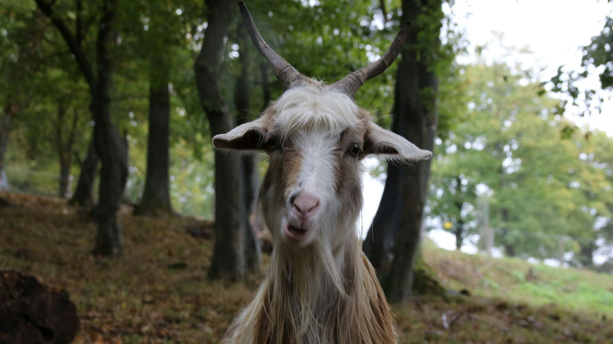 Ziegen im Einsatz am Korfer Berg im Siebengebirge Bad Honnef