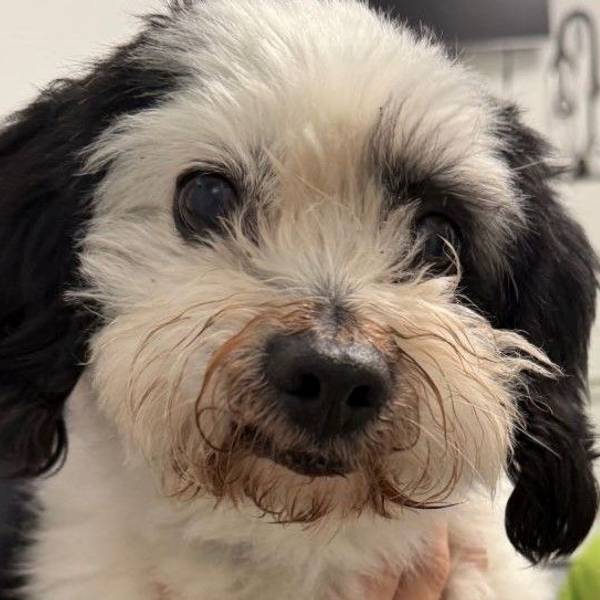 Hund Rudi im Tierheim Bergheim, nachdem er an einer Autobahn ausgesetzt wurde.