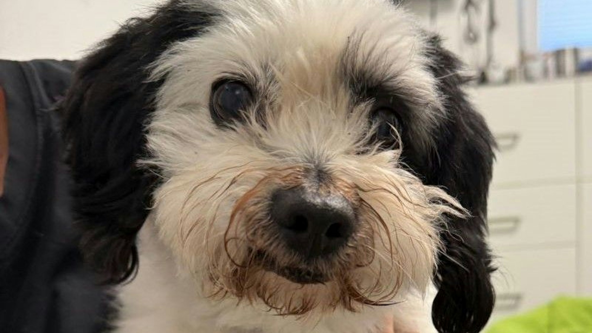 Hund Rudi im Tierheim Bergheim, nachdem er an einer Autobahn ausgesetzt wurde.