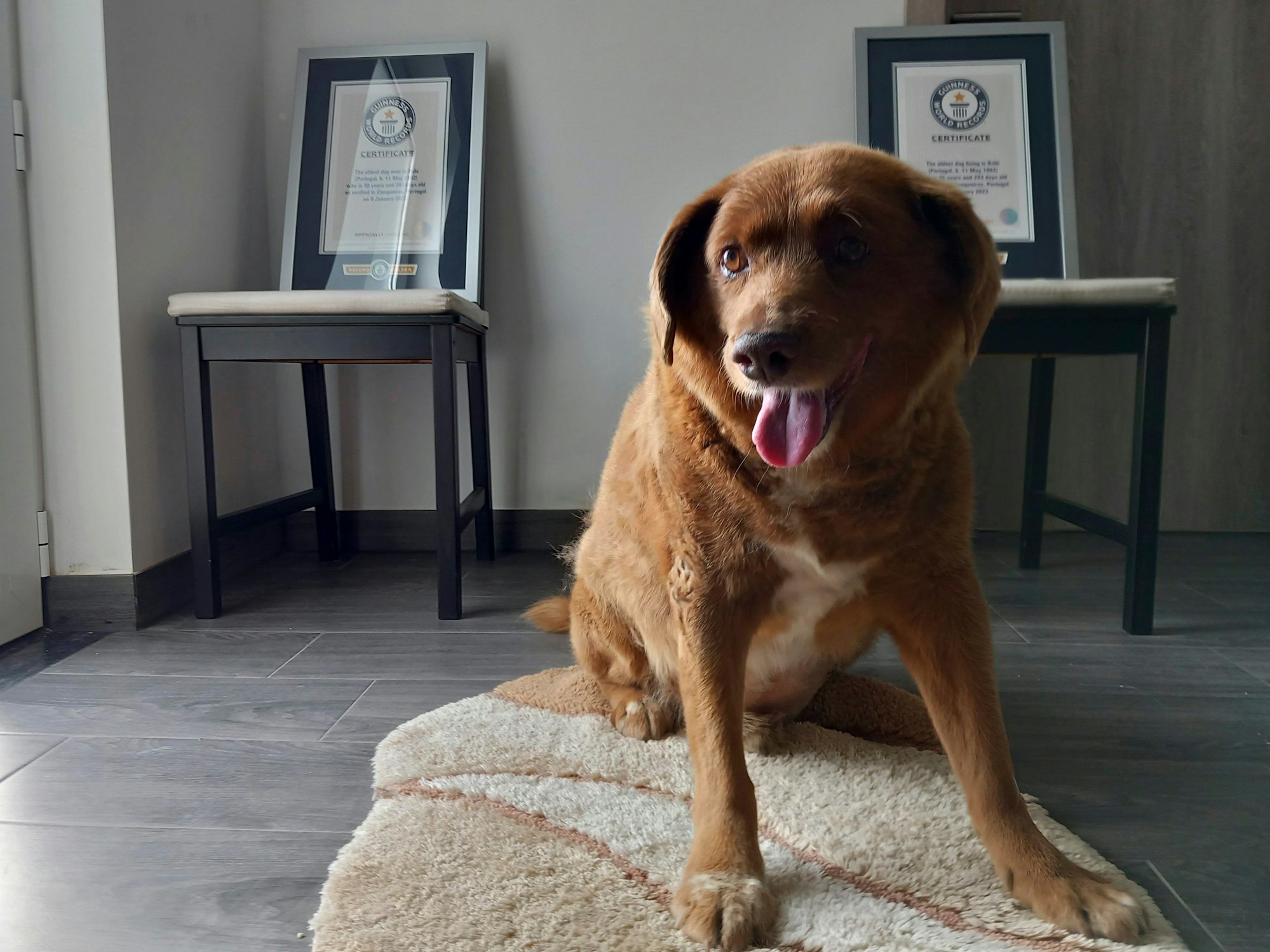 Portugal, Conqueiros: Bobi, ein Hund der portugiesischen Rasse Rafeiro do Alentejo, sitzt für ein Foto in seinem Haus mit seiner Guinness-Weltrekord-Urkunde für den ältesten Hund. Inzwischen ist Bobi leider gestorben.