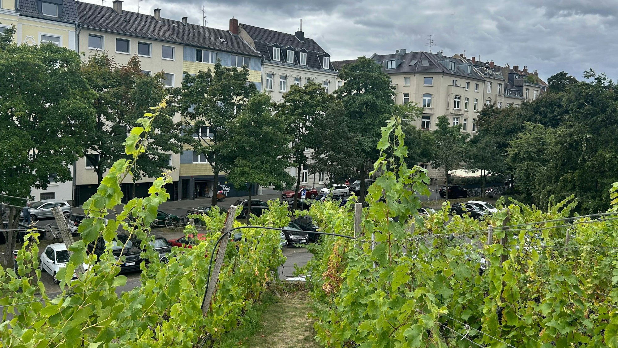 Die Aussicht vom grünen Dach des Kölner Weindepots.