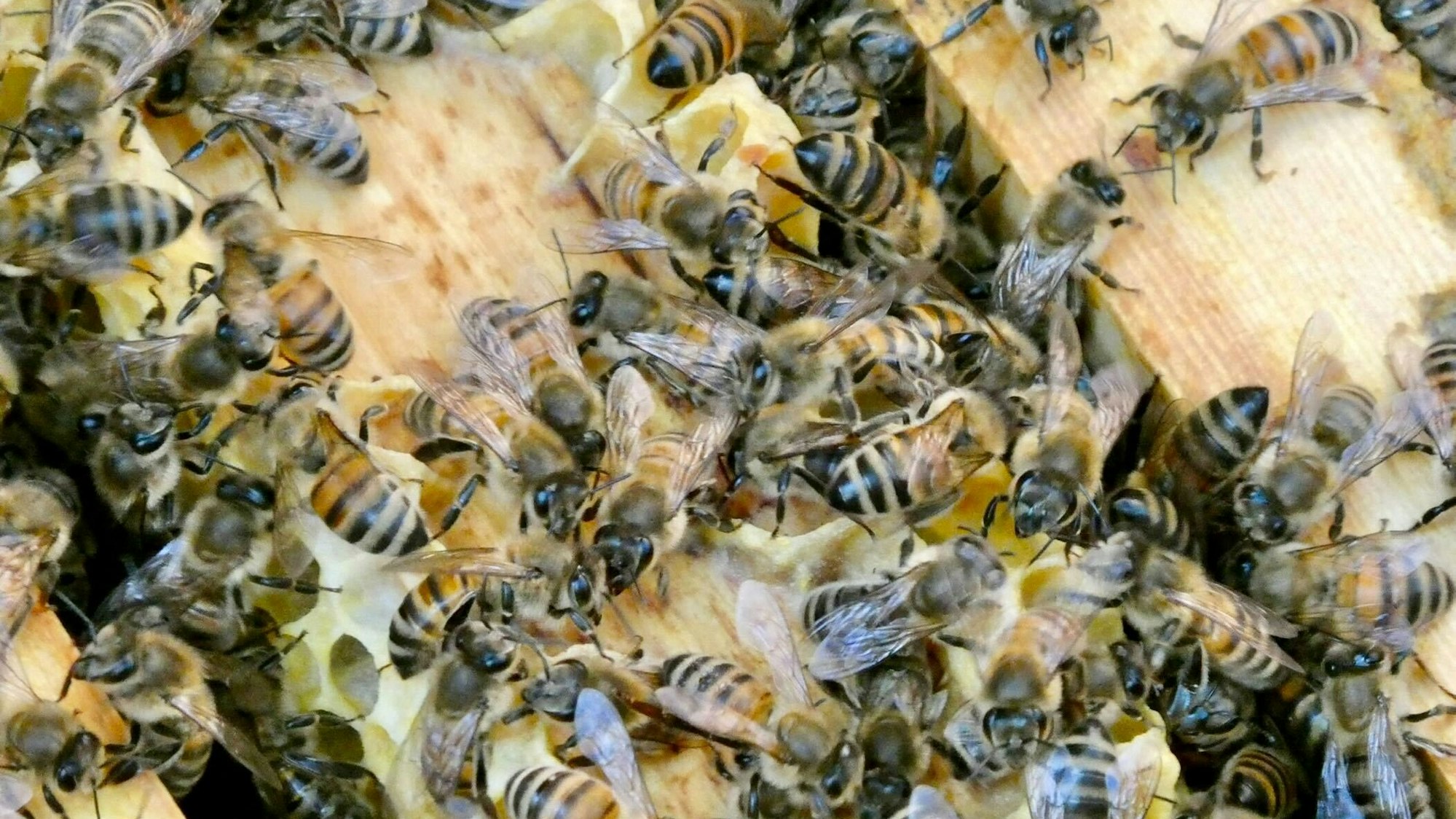 Mehrere Honigbienen sind an einem Bienenstock.