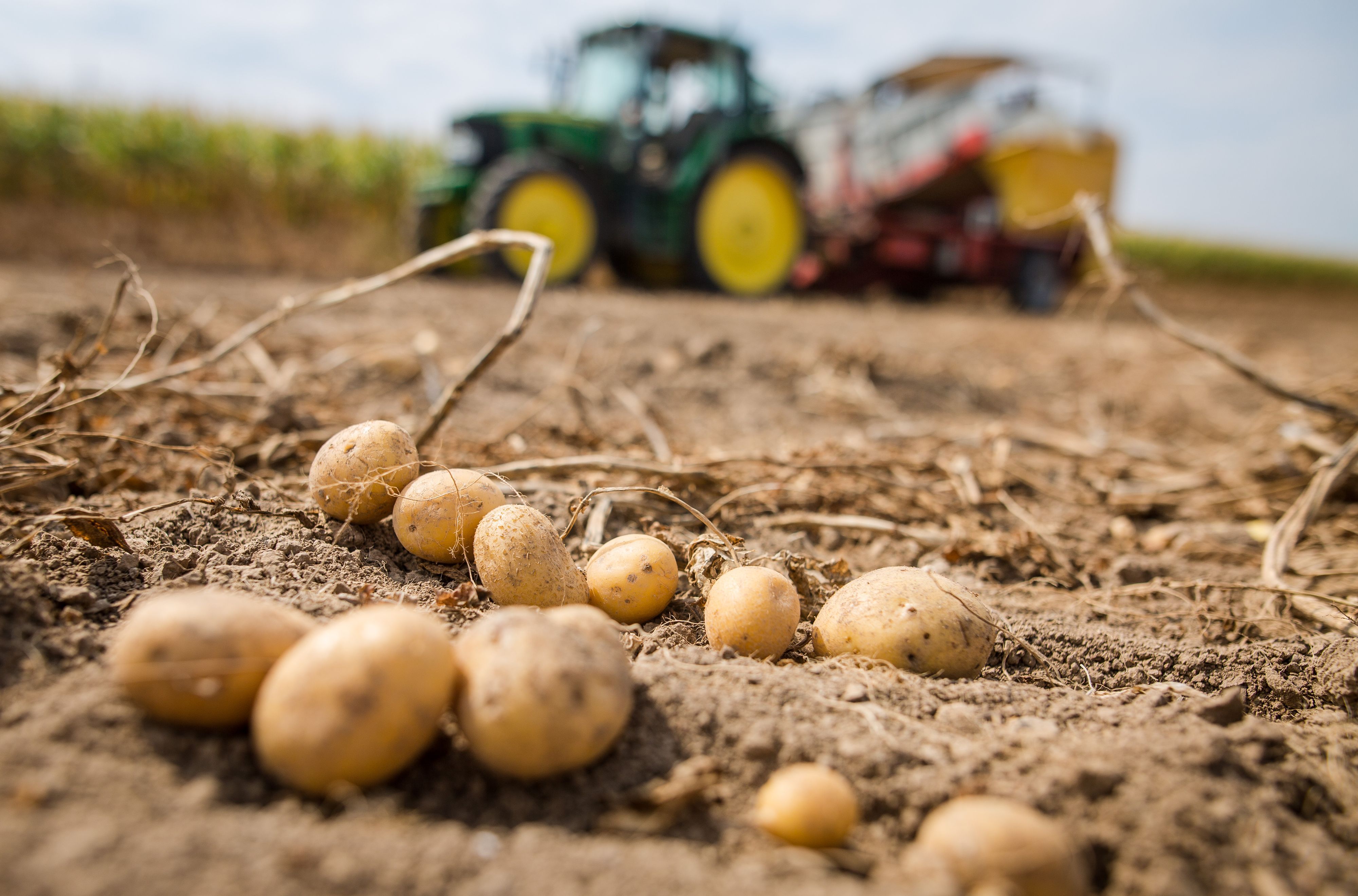 Ein Traktor mit einer Vollerntemaschine für Kartoffeln fährt über ein Feld. (Symbolbild)