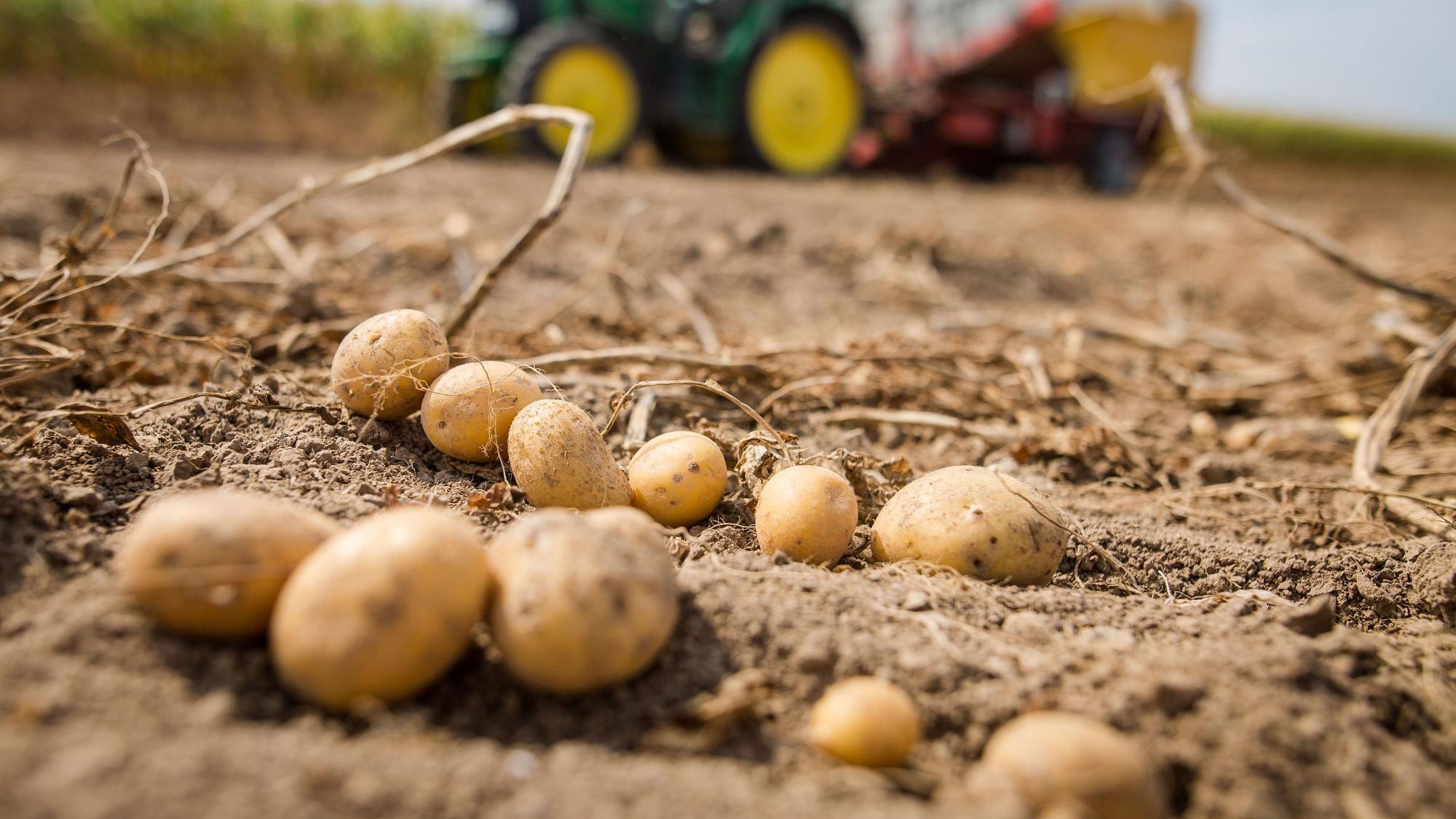 Ein Traktor mit einer Vollerntemaschine für Kartoffeln fährt über ein Feld. (Symbolbild)