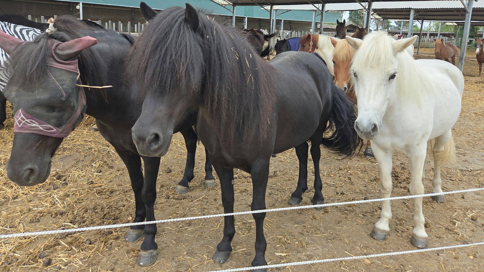 Die Pferde in ihren Paddocks beim Abendessen. Die Stuten-Herde wartet darauf, auf die Wiese gelassen zu werden.