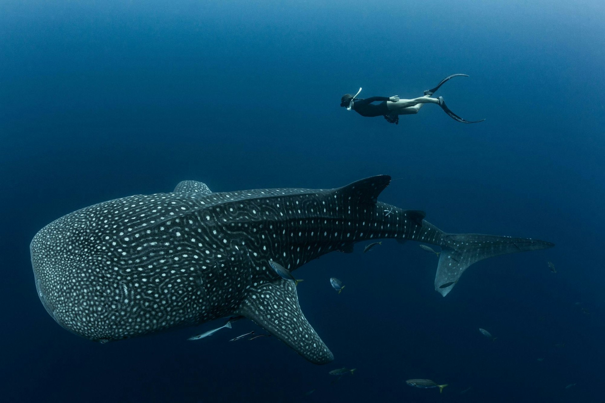 Walhaie sind die größten derzeit lebenden Fische der Erde und faszinieren weltweit Taucher und Schnorchler.