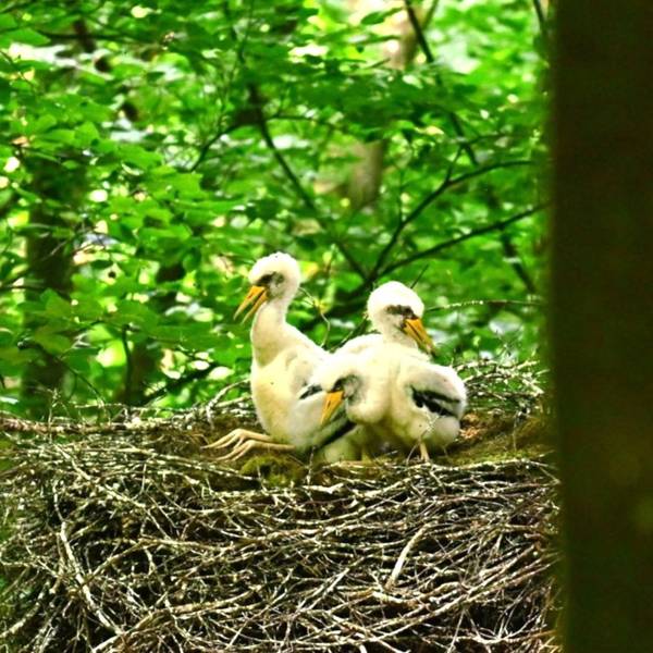 Drei Jungvögel von Schwarzstörchen sitzen in einem Nest.