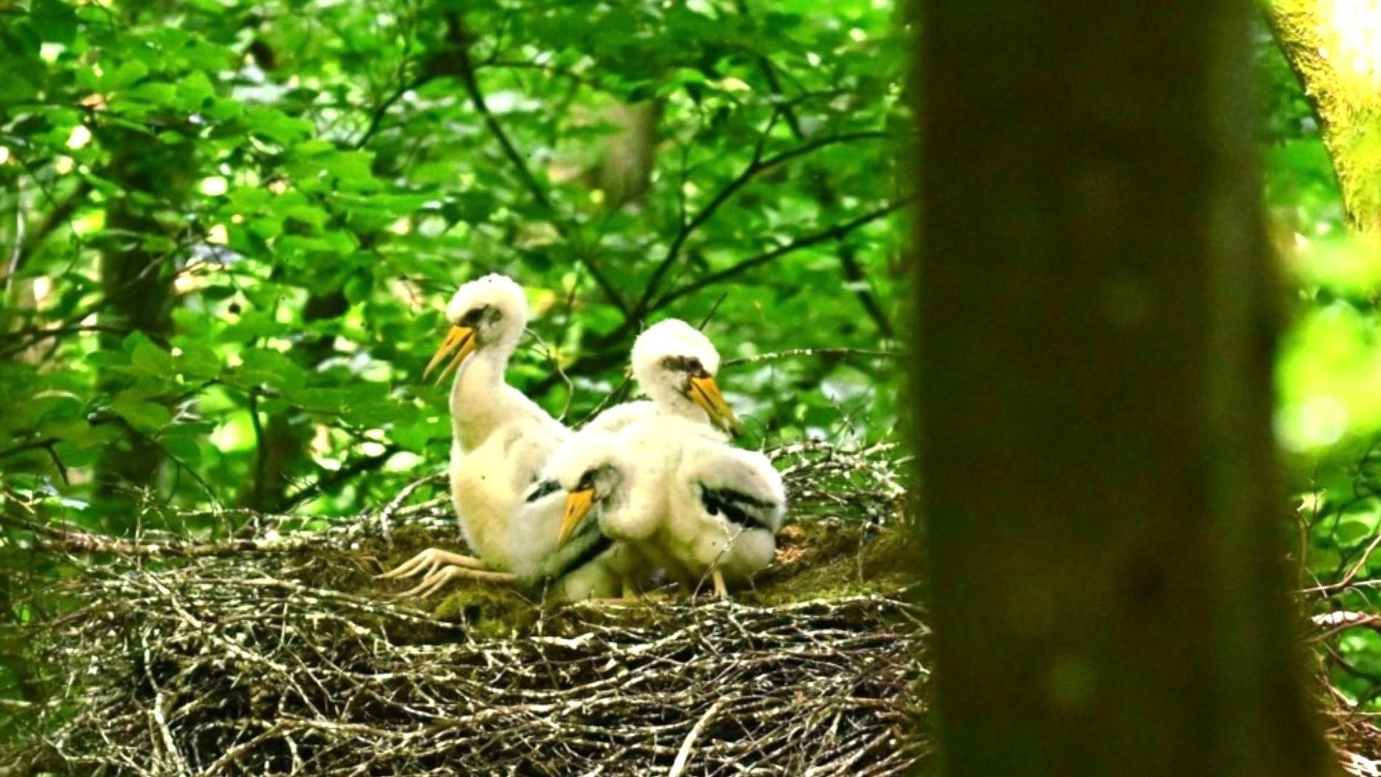 Drei Jungvögel von Schwarzstörchen sitzen in einem Nest.