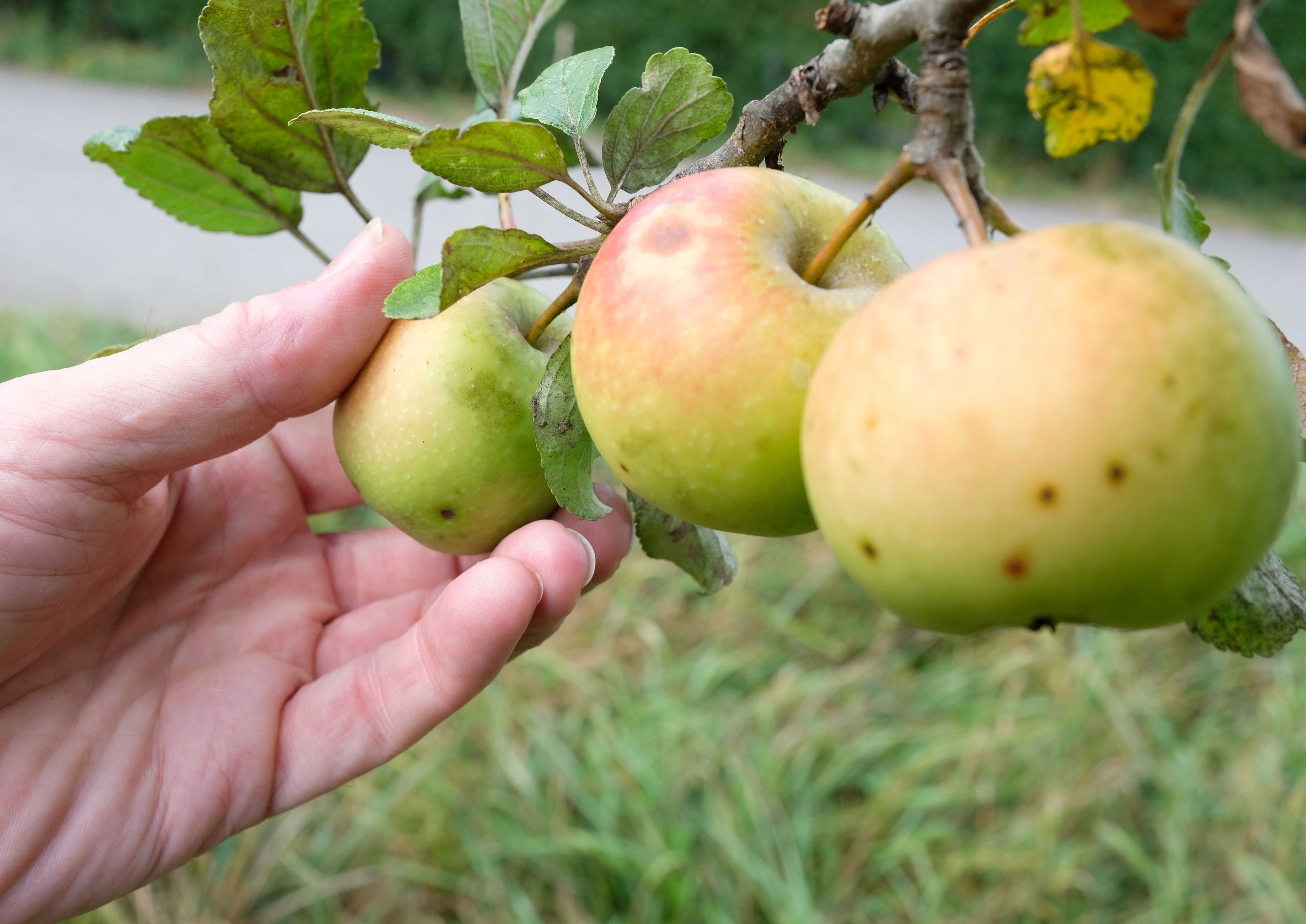 Eine Hand nimmt an einem Apfelbaum auf einer Streuobstwiese einen Apfel. (Symbolbild)