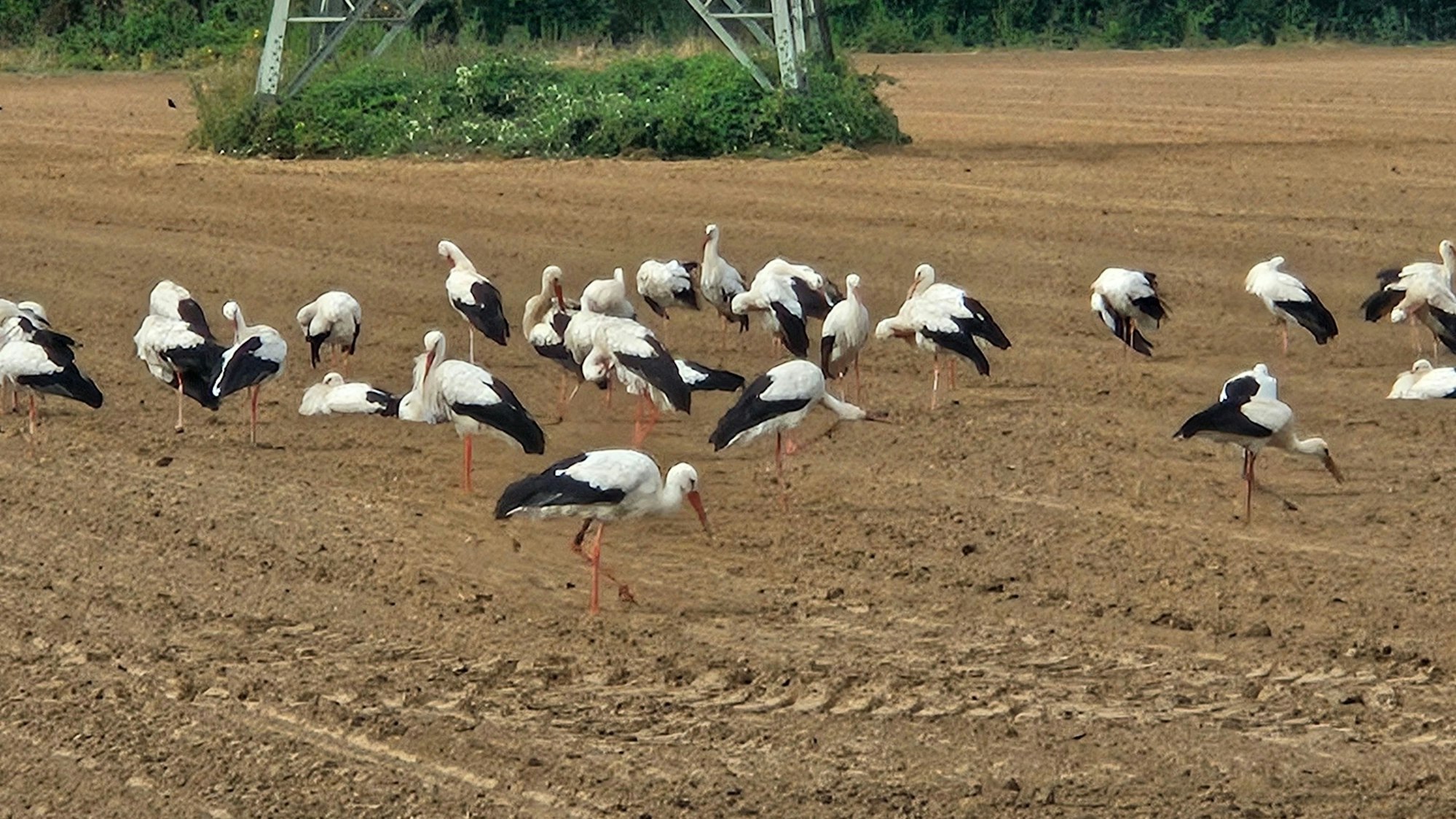Zu sehen sind zahlreiche Störche auf einem Acker.