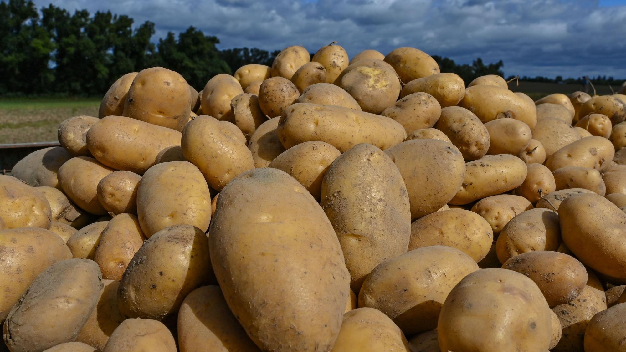 Kartoffeln und einiges mehr stehen bei der Solidarischen Landwirtschaft auf dem Anbauplan für das Jahr 2026/2027. In Nümbrecht hat sich die Initiative jetzt neuen Interessierten vorgestellt.