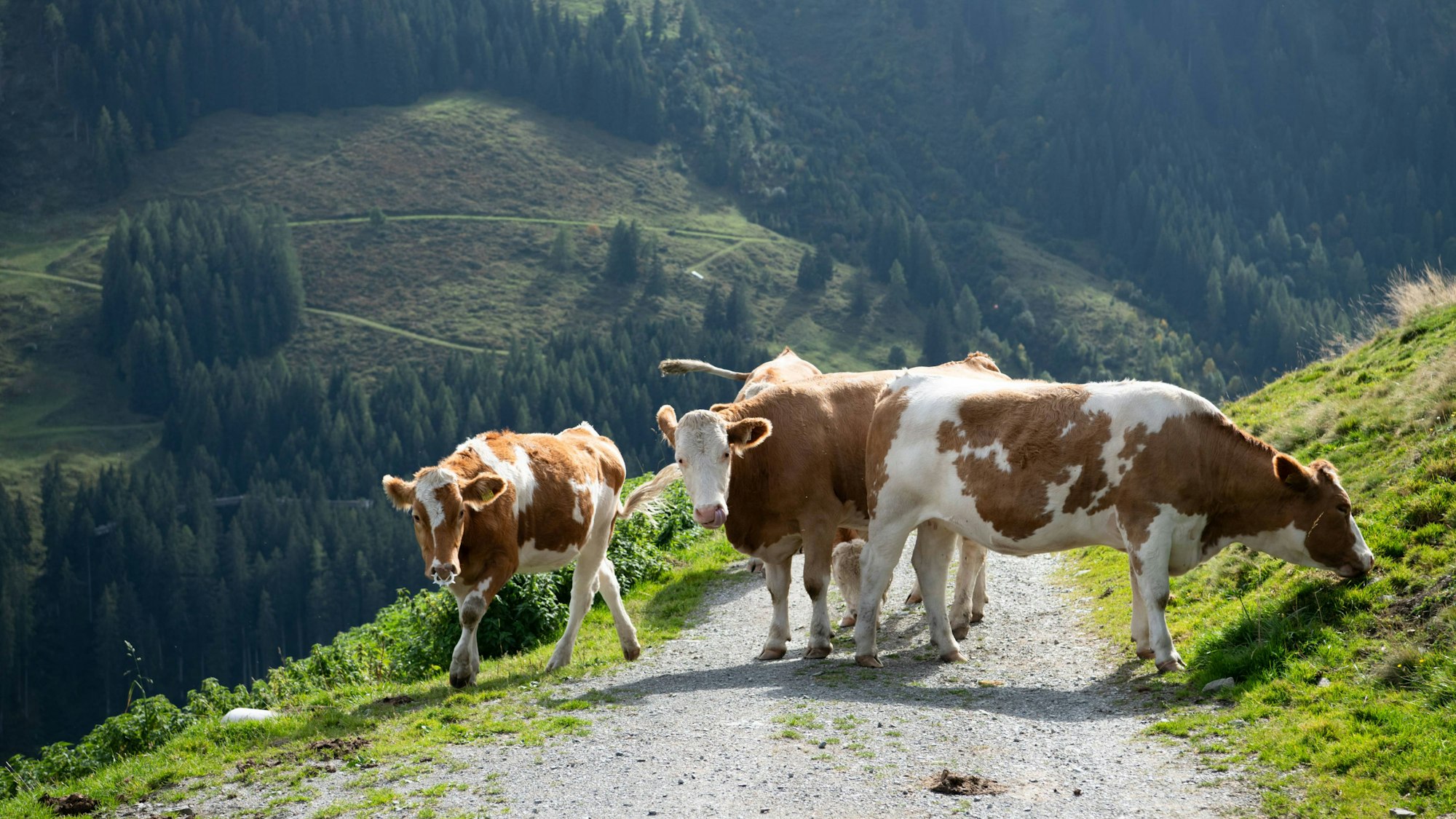 Zwei Pensionisten wurden beim Wandern in Österreich von einer Kuhherde in niedergetrampelt.(Symbolbild)